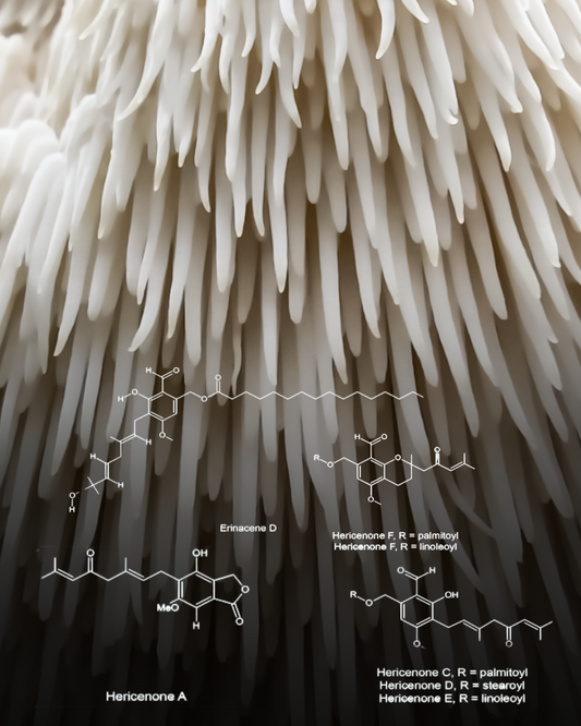 Close up of MYCOfactor Lion's Mane "teeth" with an overlay of bioactive compound chemical structures