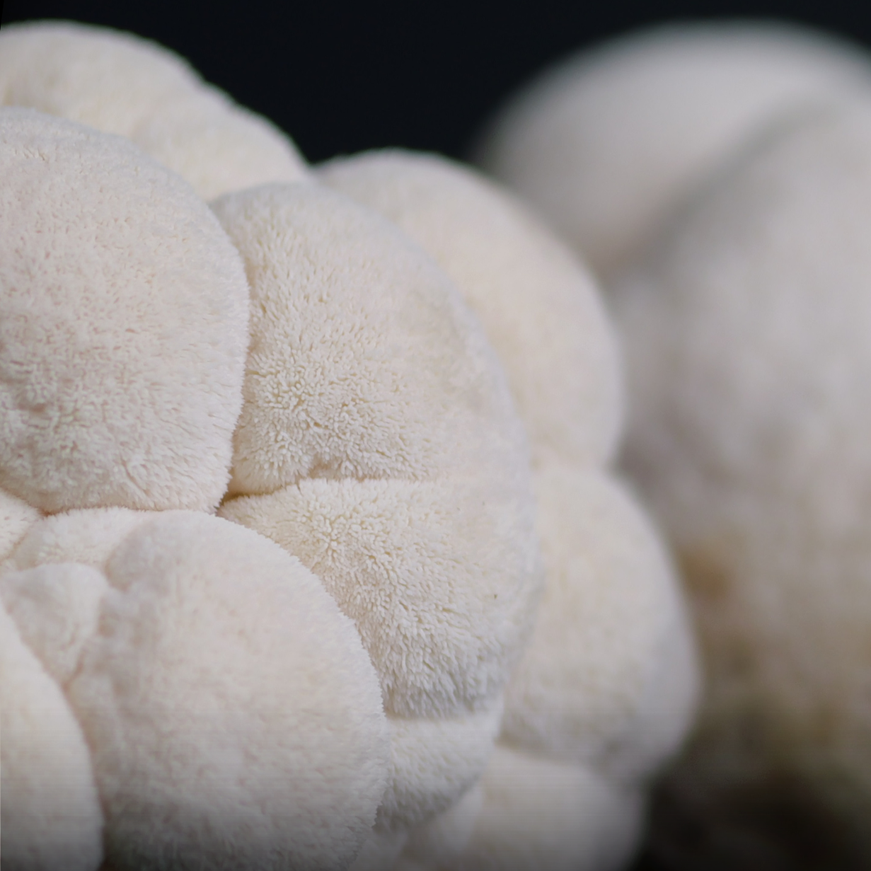 Lion's Mane mushroom against dark background for MYCOfactor extract