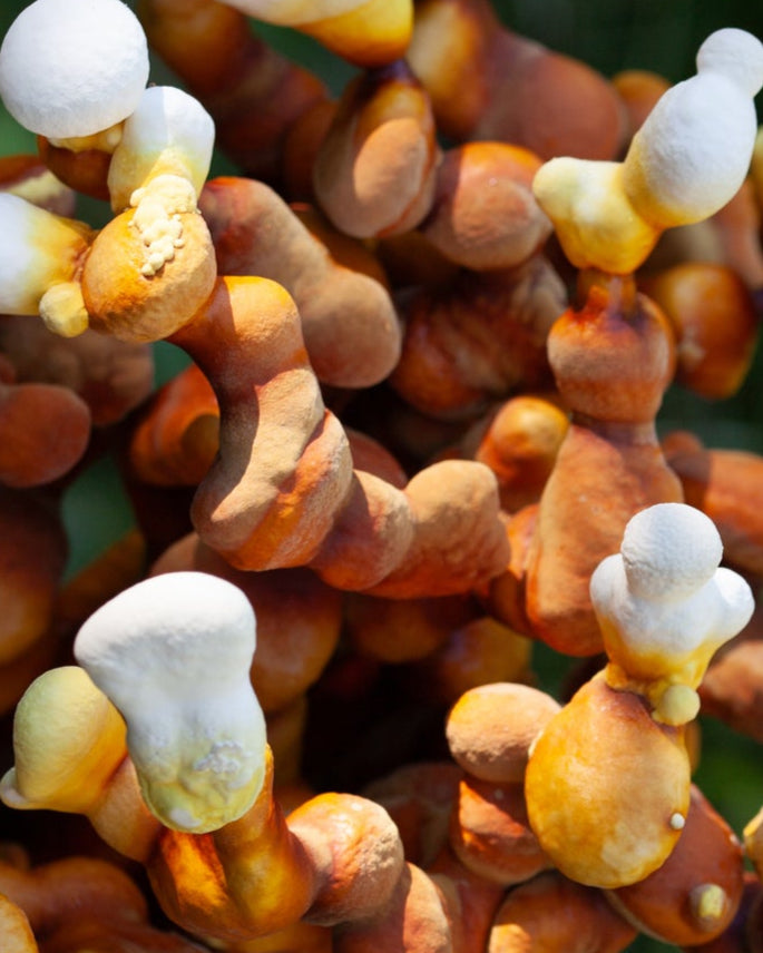 The bright orange and white antler formations of Reishi mushroom