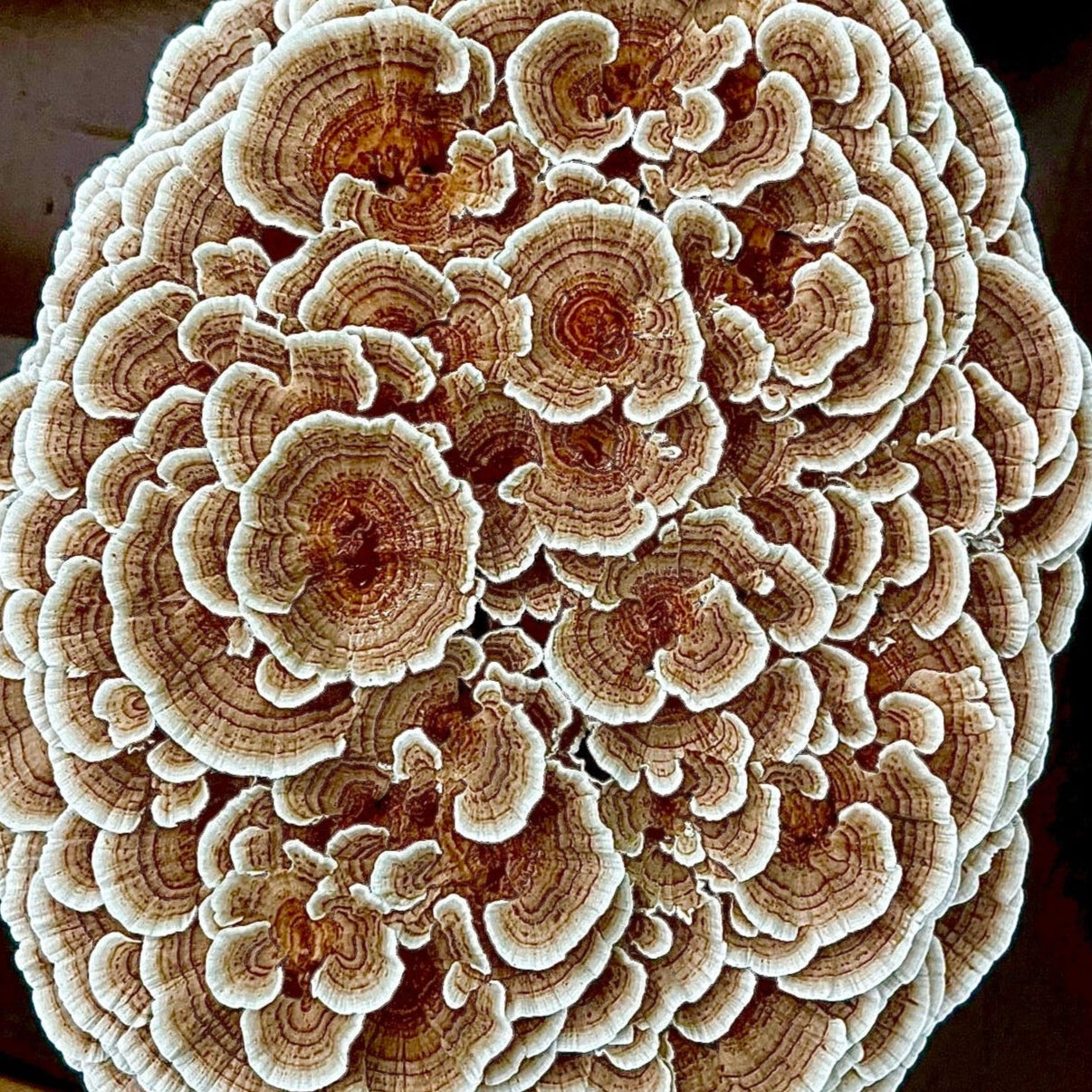 Turkey Tail growing at Fungiifind for MYCOfactor as viewed from the top