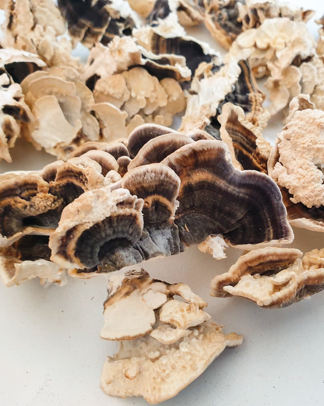 Turkey Tail harvested on white backdrop
