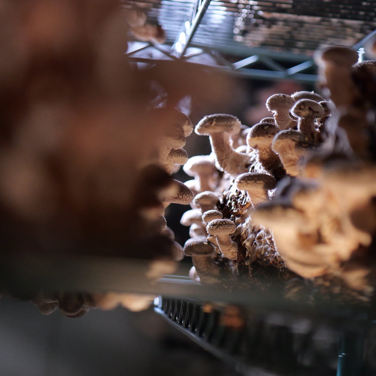 Young Shiitake mushroom in grow room shot between the racks for a odark moody close up at Urban Valley for MYCOfactor extract