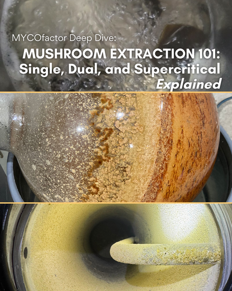 Mushroom Extraction 101: Single, Dual, and Supercritical™ Explained