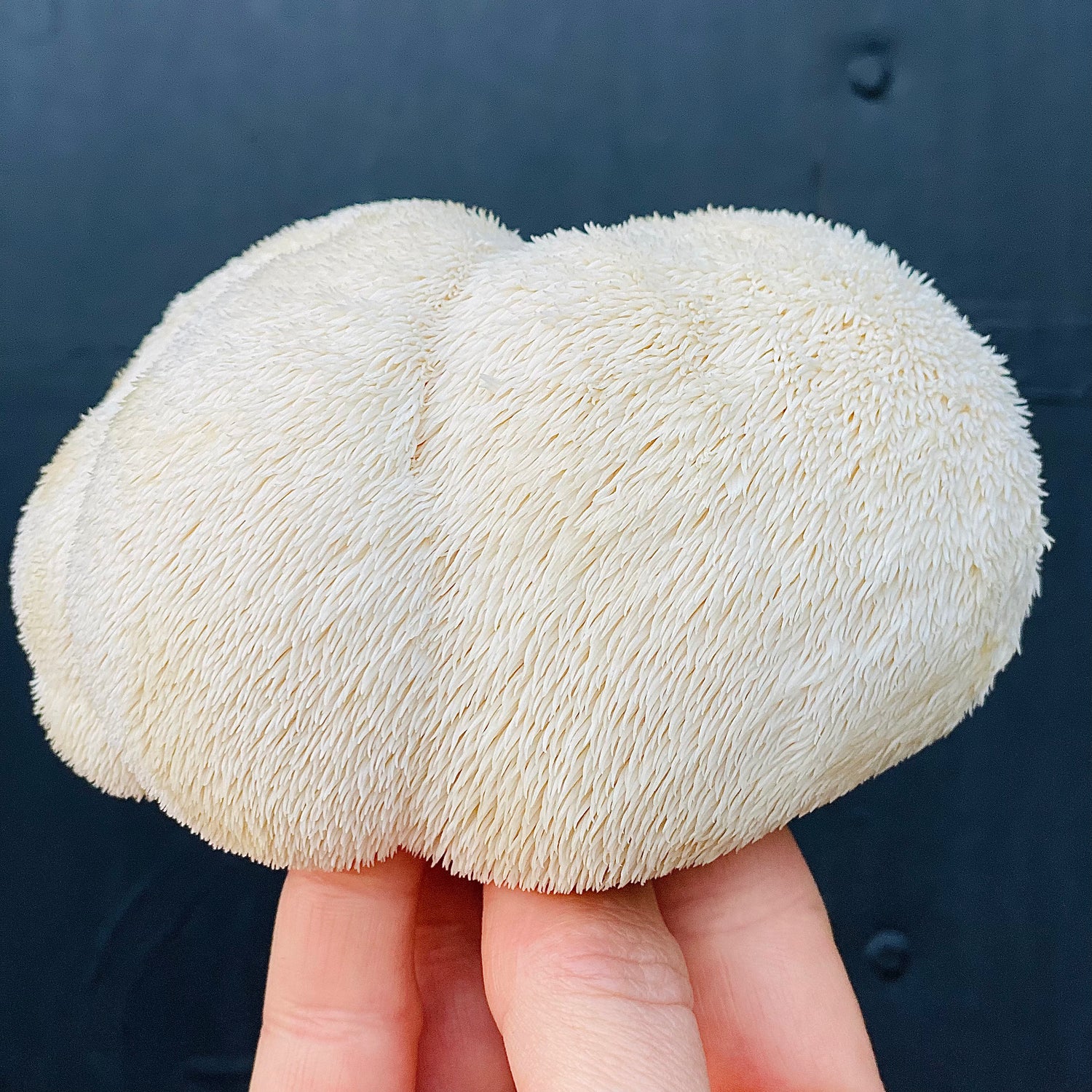 100% Australian Lion's mane on pointed hand grown by Urban Valley for MYCOfactor functional mushroom products
