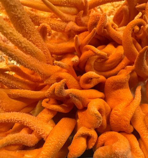 Cordyceps Supercritical™ Full-Spectrum Extract