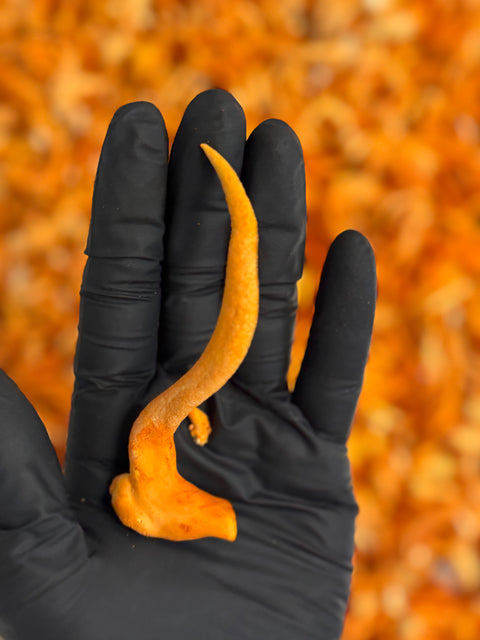 Cordyceps Supercritical™ Full-Spectrum Extract