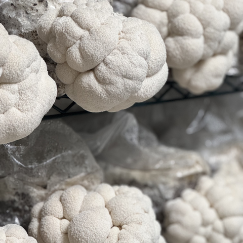 Close up of 6 lions mane blocks ready for harvest in a Urban Valley grow room for MYCOfactor extracts