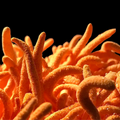 Bright orange Cordyceps mushroom for MYCOfactor extract against a black background for contrast