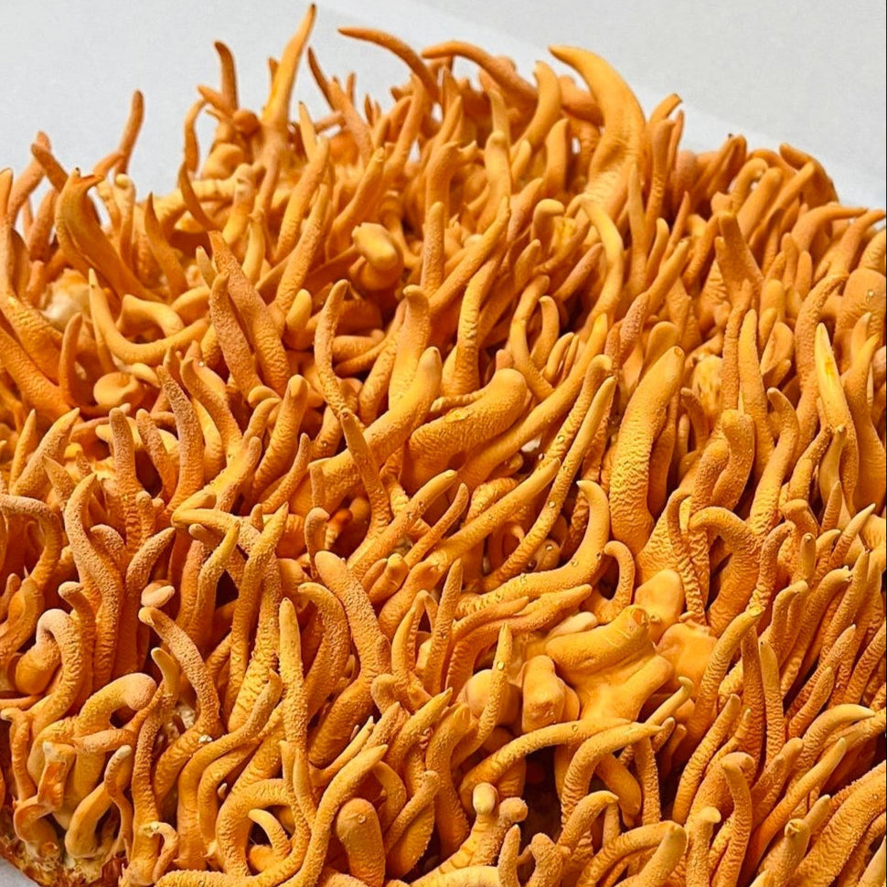Cordyceps militaris grown by MYCRO
