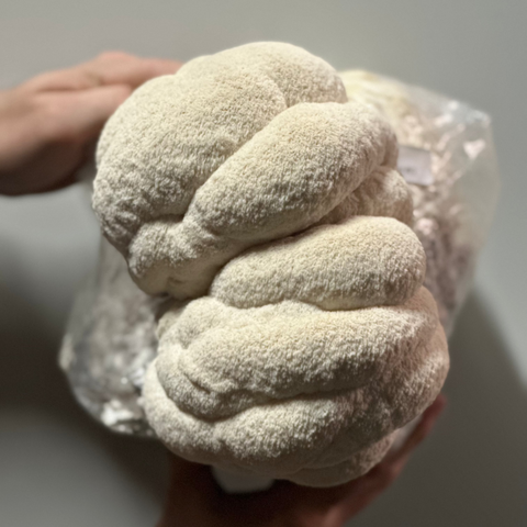 Holding fully grown lion's mane before harvest at Urban Valley mushroom farm in Brisbane for MYCOfactor