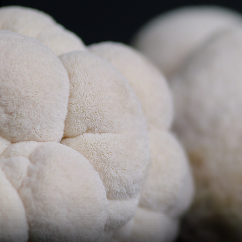 Lion's Mane mushroom against dark background for MYCOfactor extract