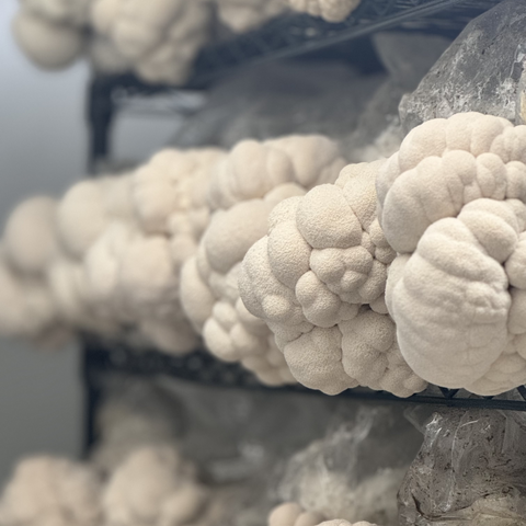 View of Lion's Mane mushroom grown by Urban Valley for MYCOfactor as the mushrooms are ready for harvest