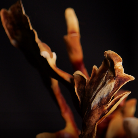 Reishi antlers against a dark background at Urban Valley for MYCOfactor extracts