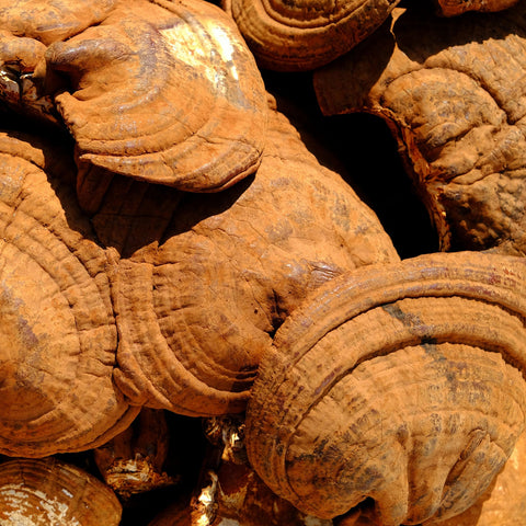 Reishi conchs harvested with spores