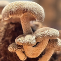 Shiitake close up growing on a log at Urban Valley for MYCOfactor extract