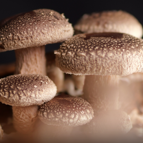 Shiitake mushroom growing at Urban Valley for MYCOfactor
