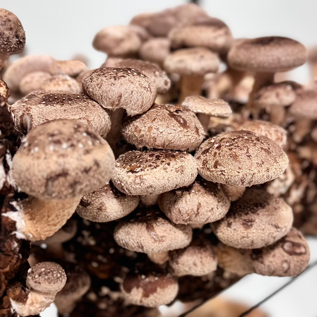 Shiitake mushrooms growing in an Urban Valley fruiting room for MYCOfactor extracts