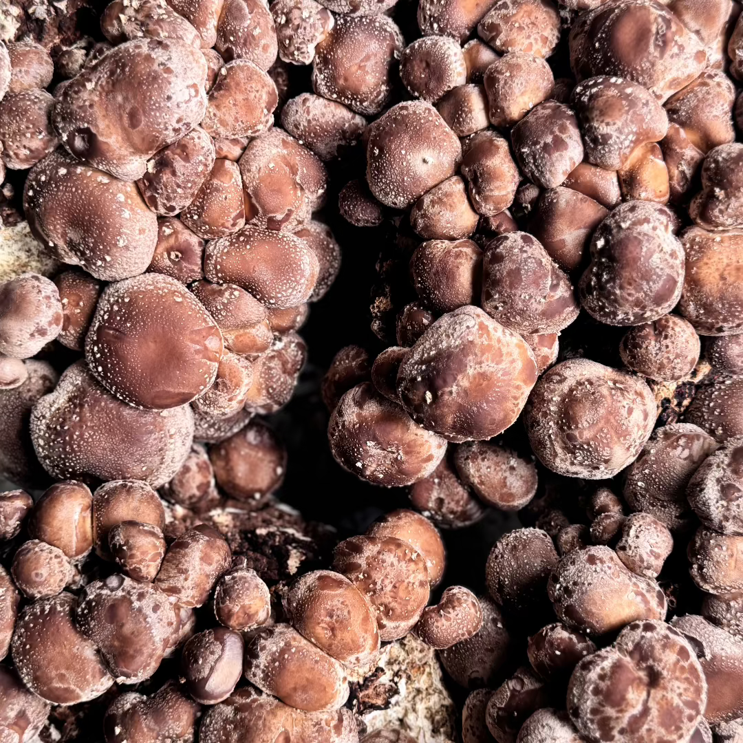 Shiitake mushrooms before harvest with high coverage as viewed from the top at Urban Valley for MYCOfactor extracts.