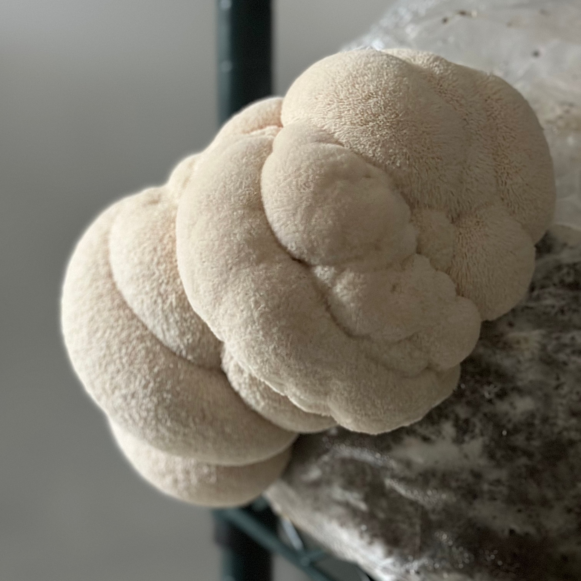Single lion's mane mushroom growing in Urban Valley grow room for MYCOfactor