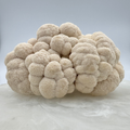 Lion's mane mushroom fruiting body against a cloudy white backdrop, grown by Urban Valley for MYCOfactor