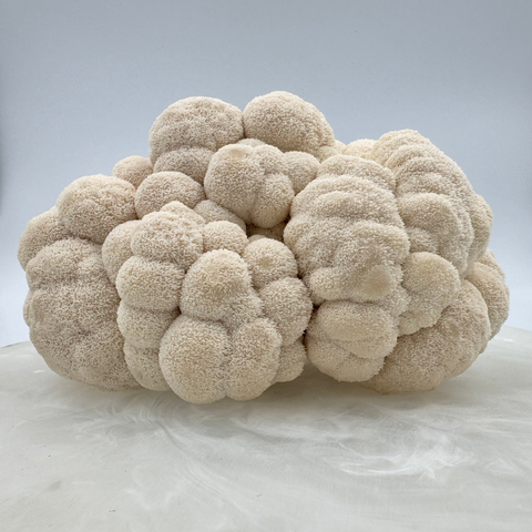 Lion's mane mushroom fruiting body against a cloudy white backdrop, grown by Urban Valley for MYCOfactor