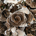 Close up of Turkey Tail harvested for MYCOfactor premium turkey tail extract