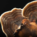 Turkey Tail mushroom for MYCOfactor extract