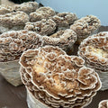 Turkey tail mushrooms ready for harvest Fungiifind for MYCOfactor dual extracts